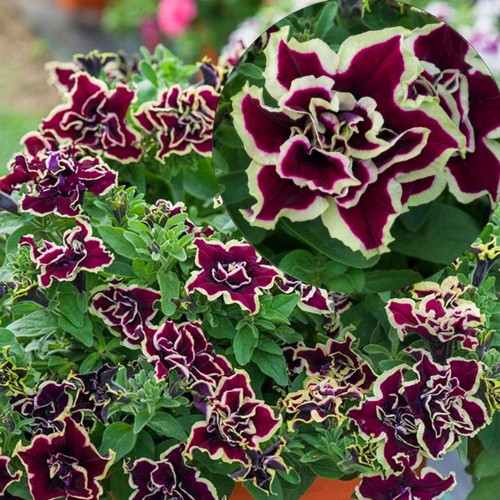 Petunia atkinsiana 'Tumbelina® Superstar' - Petuunia 'Tumbelina® Superstar' 